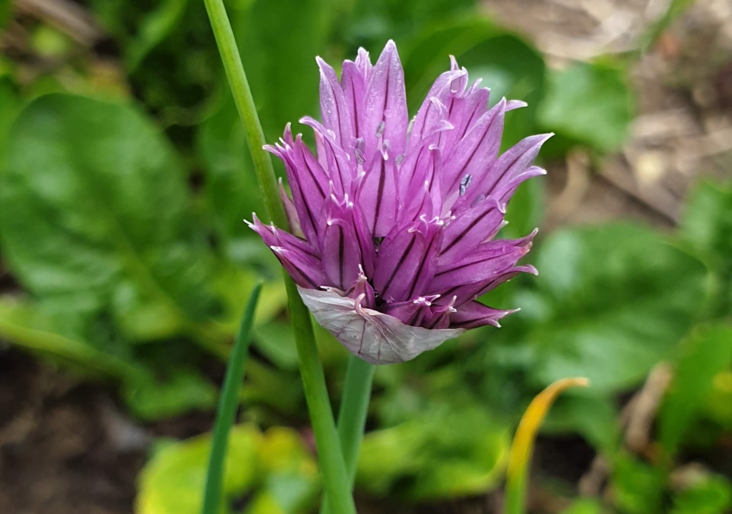 Die violette Blüte eines Schnittlauchs